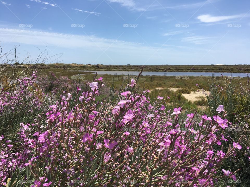 Blooming flowers in salt marshes 