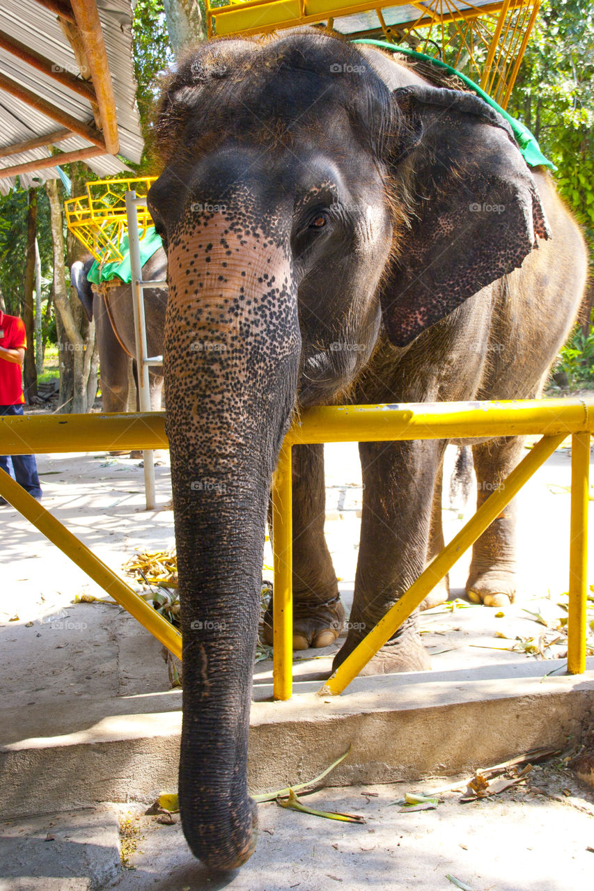 THE ELEPHANT AT NOON NOOK GARDEN PATTAY THAILAND