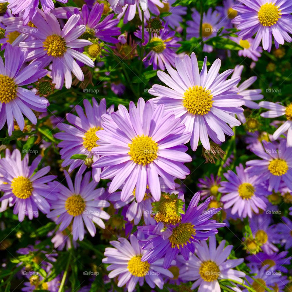 Purple asters blooming in the garden