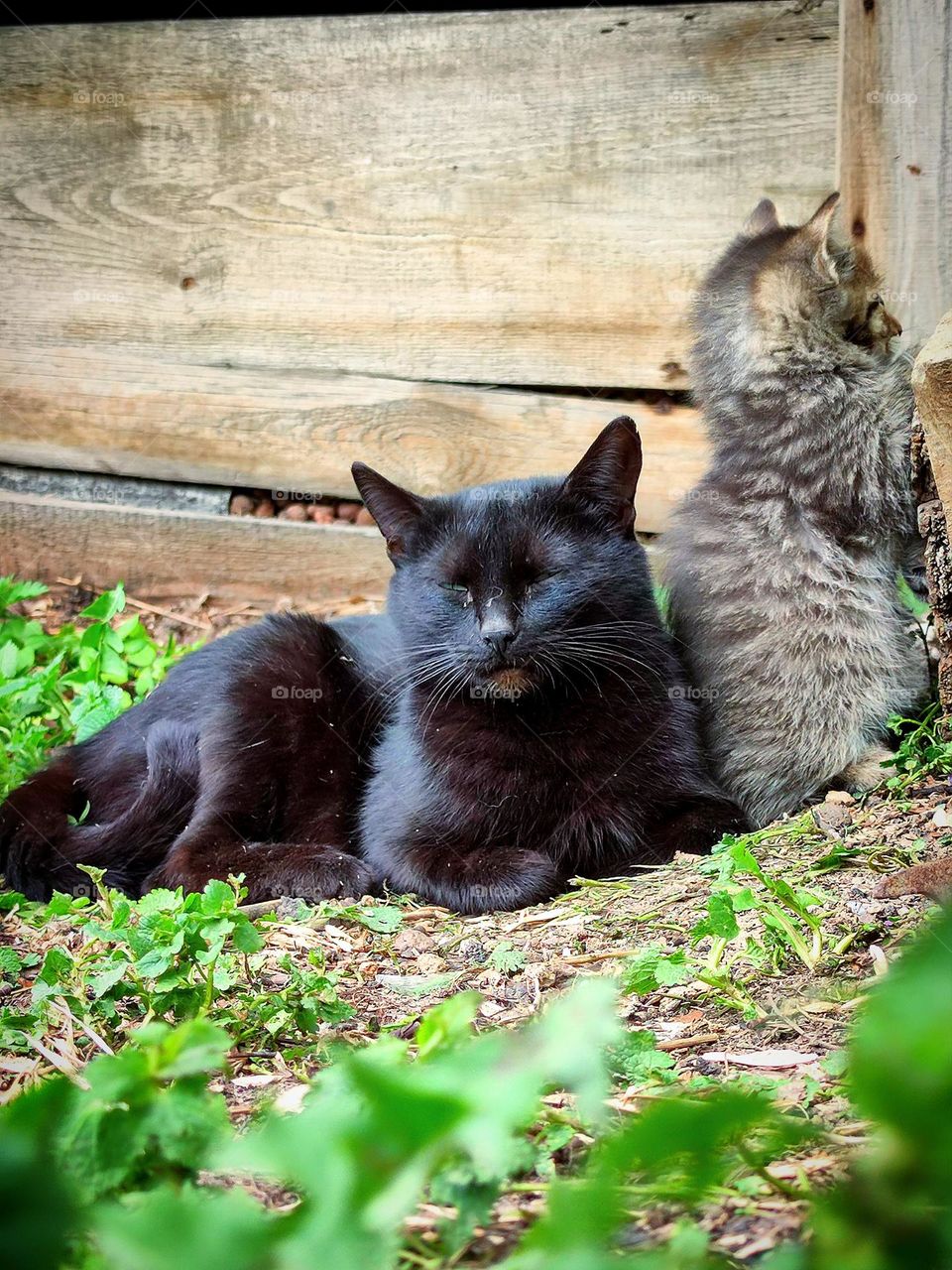 View from the ground.  A black cat and a gray kitten on the background of the ruins of a wooden house.  In the foreground ground with green grass