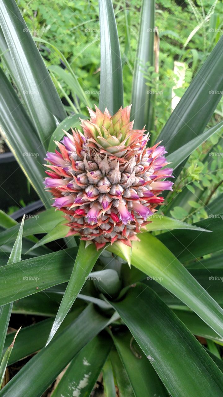 florida pineapple