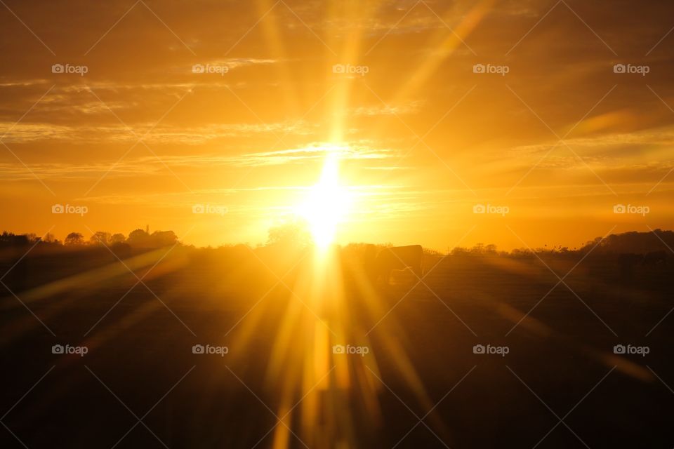 Cattle grazing in the sun rise. Cattle grazing at sunrise 