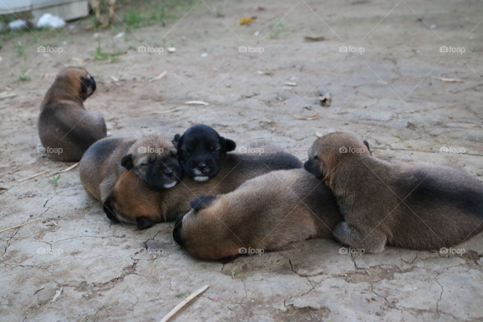 poppy, doggy, poppy family
