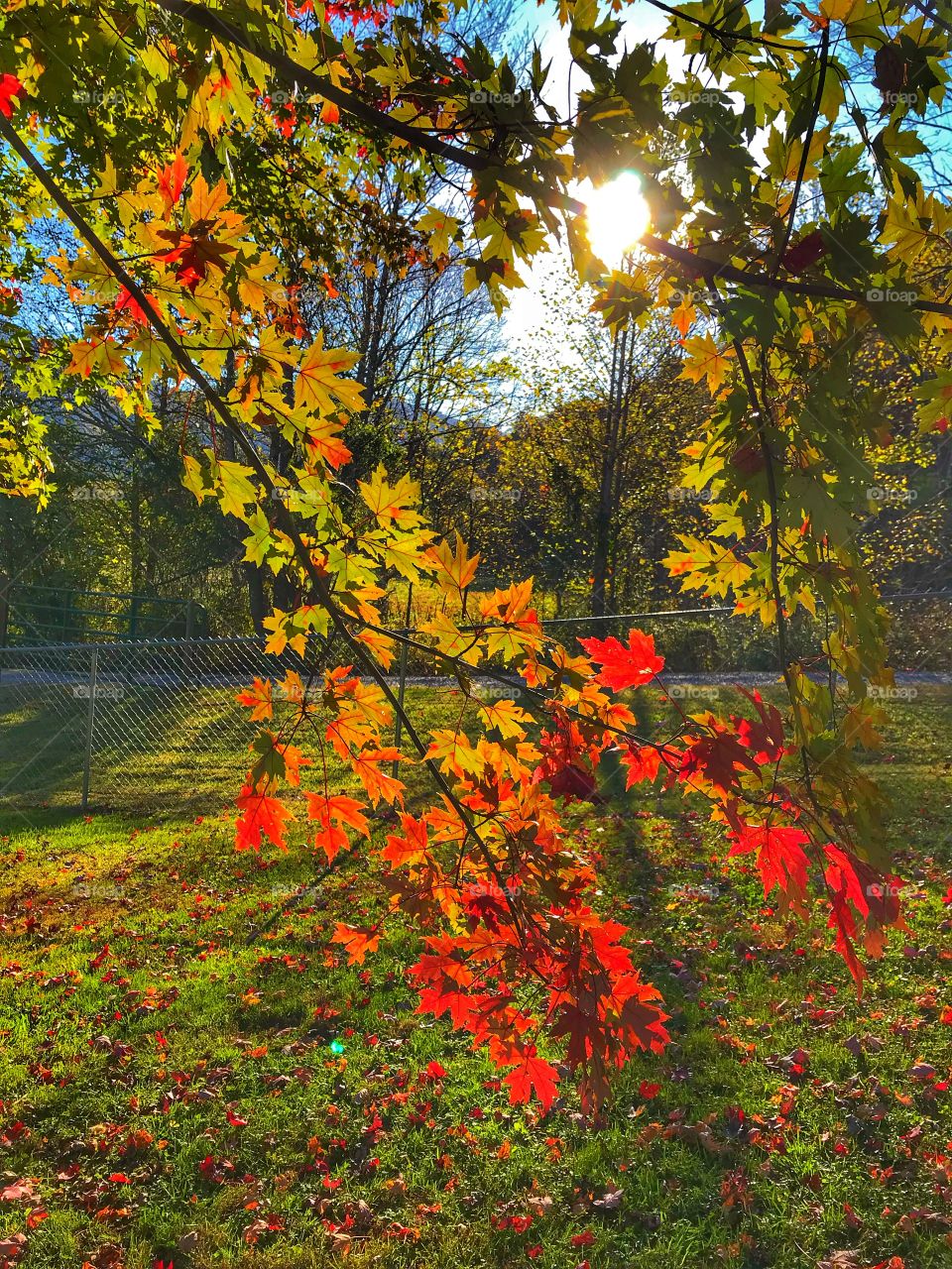 An Autumn branch ablaze with color  