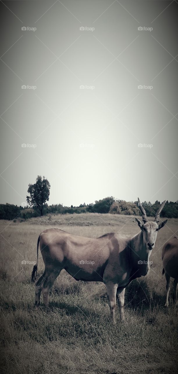 Eland