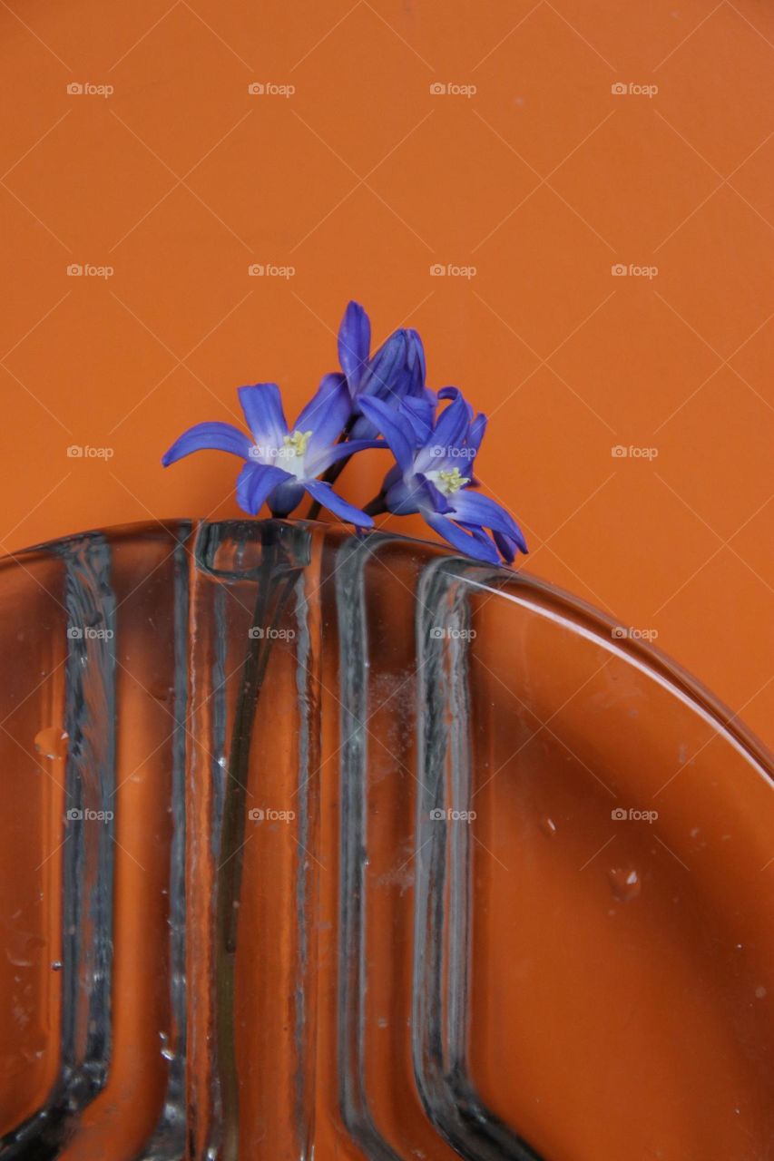 Close up of a small blue flower in vase against orange background