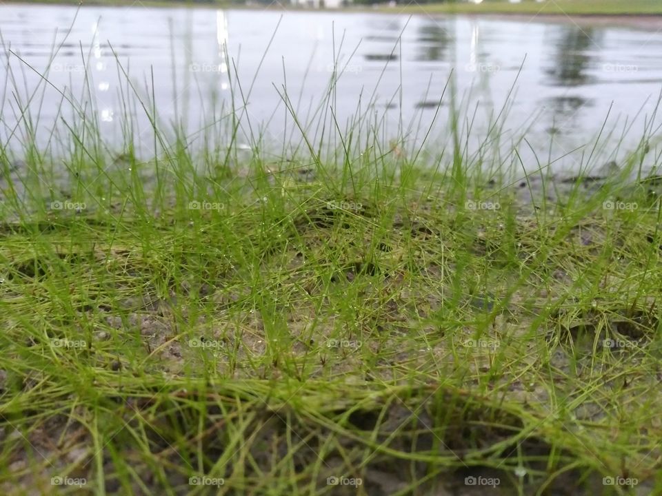 Bank of a retention pond