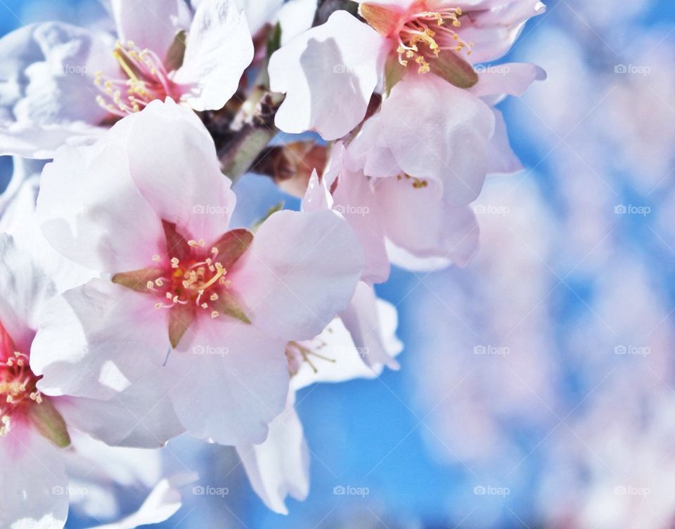 Close-up of flowers