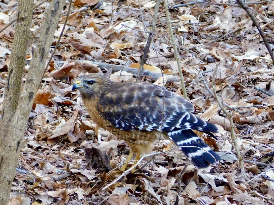 Red-shouldered hawk among leaves 