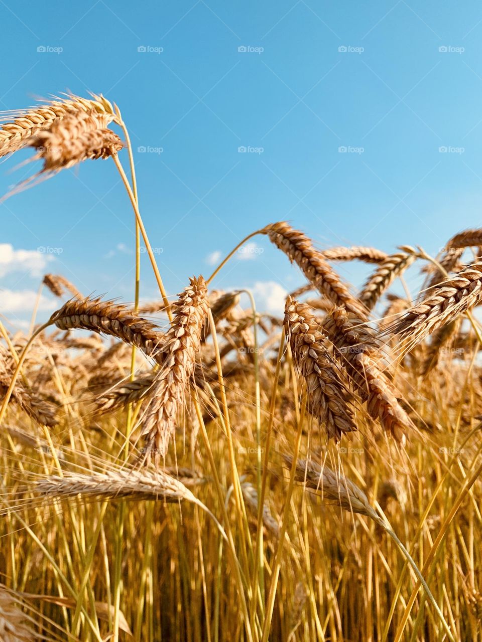 detail of a cereal field on a beautiful sunny day