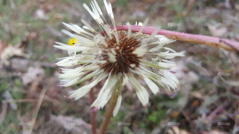 Dandelion petals