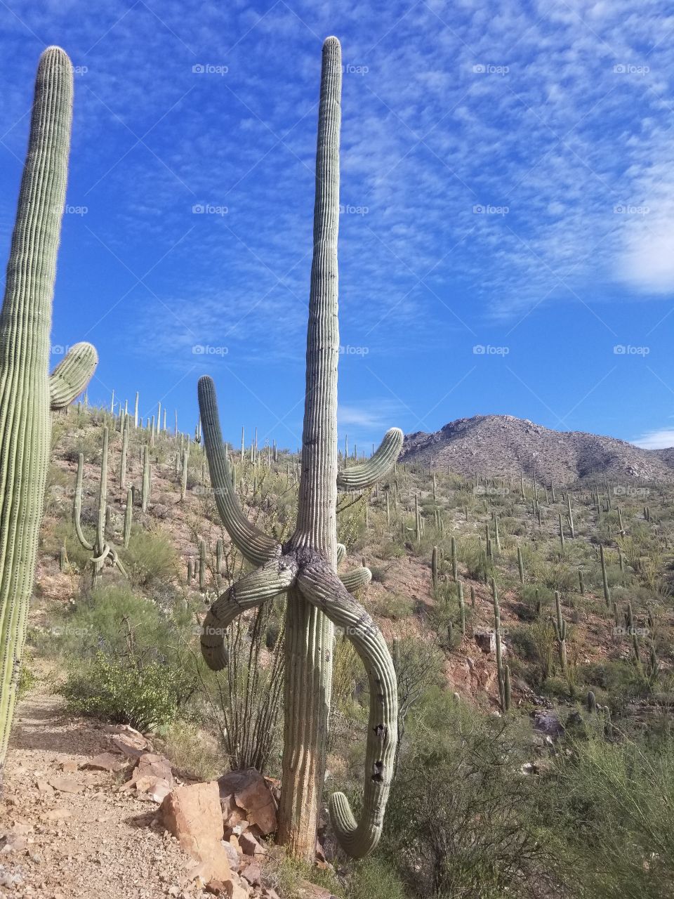 Unique Saguaro Cactus