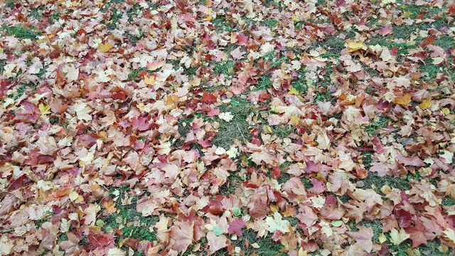 atumn leaf