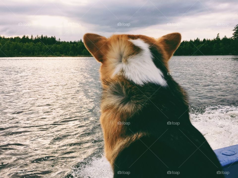 Dog watching the lake from the boat