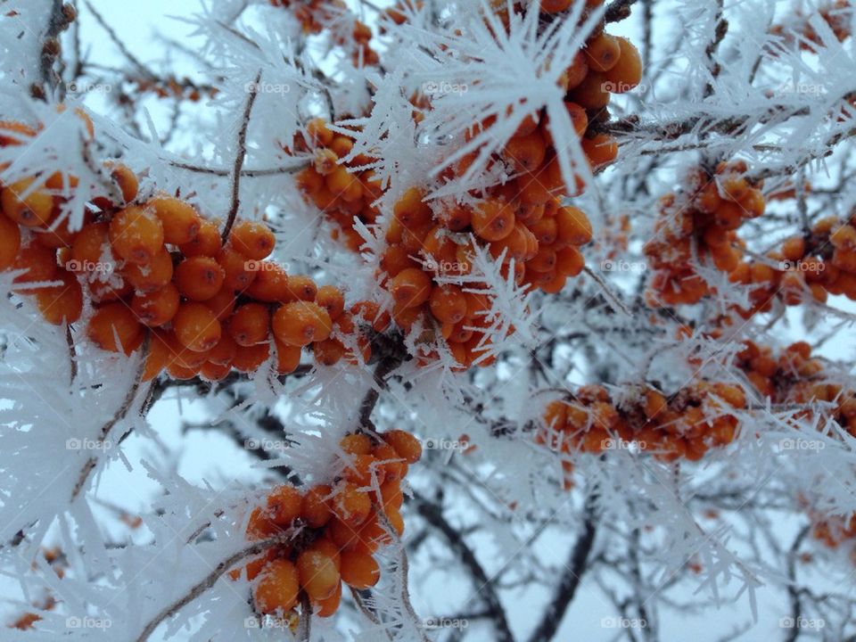 Frozen berry tree in winter