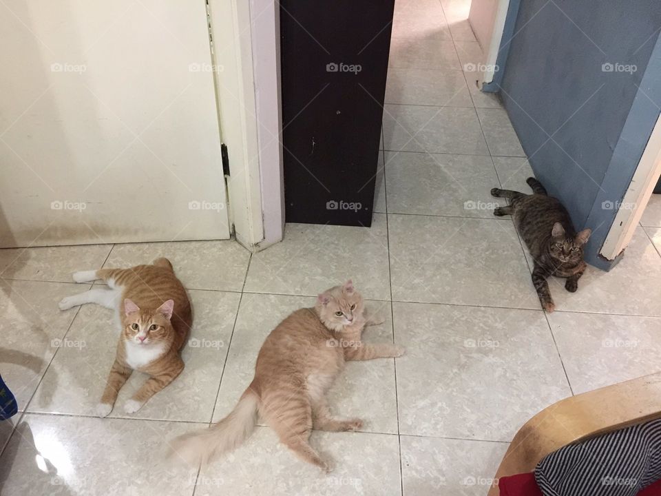 3 cat