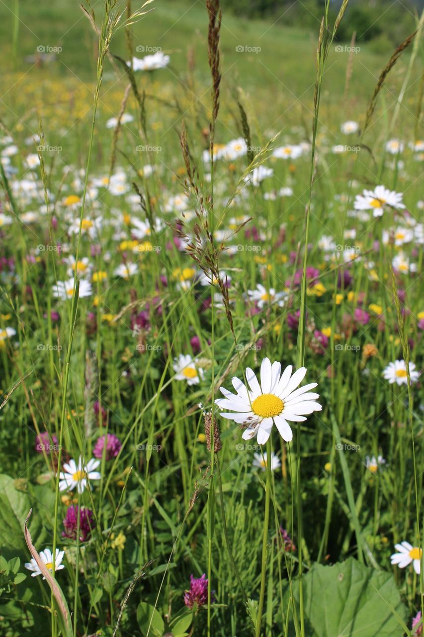 Daisies and clovers among wild flower fields in the Carpathian mountains