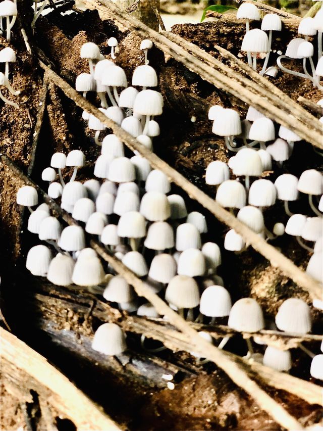 A mushroom is the reproductive structure produced by some fungi.