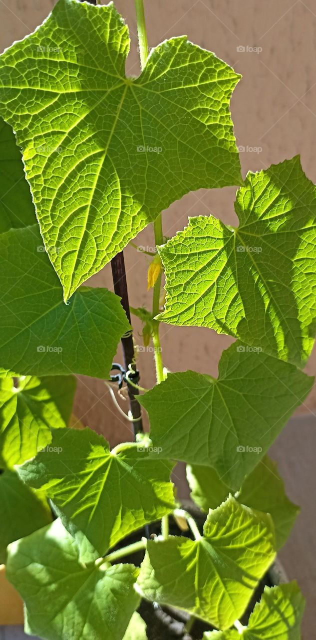 cucumber 🥒 green leaves in the pot home gardening, love earth 🌎