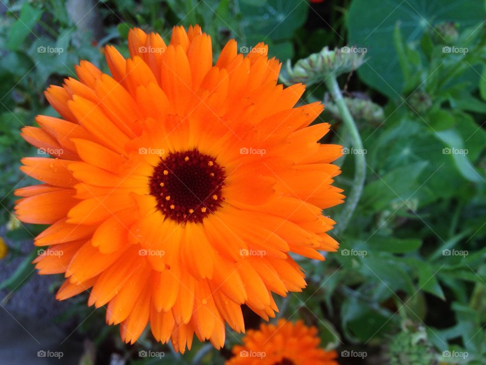 Garden flower. Autumn in one flower beautiful glowing orange