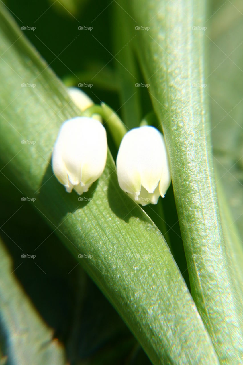 Lily of the valley 