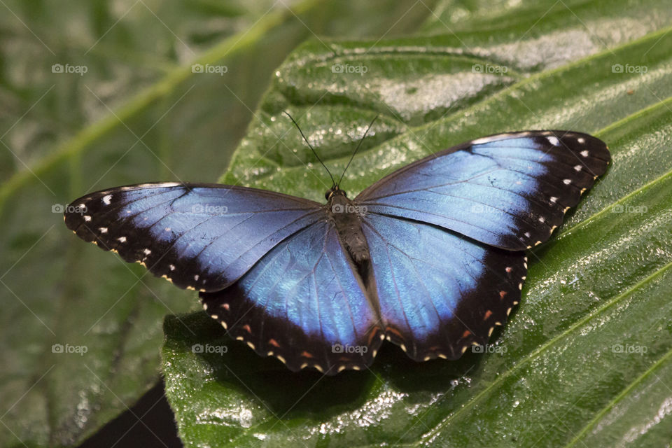 Blue butterfly open wings, green leaf