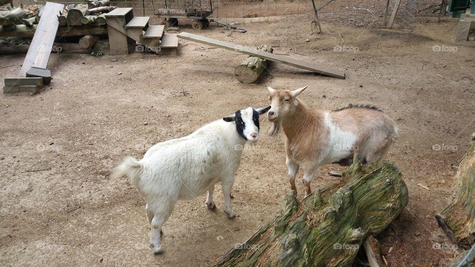 The Goats of Asheville