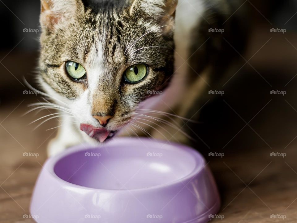 Tabby cat licks her lips after finishing her dinner