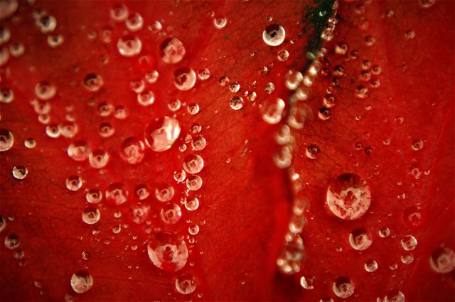 Rain drops