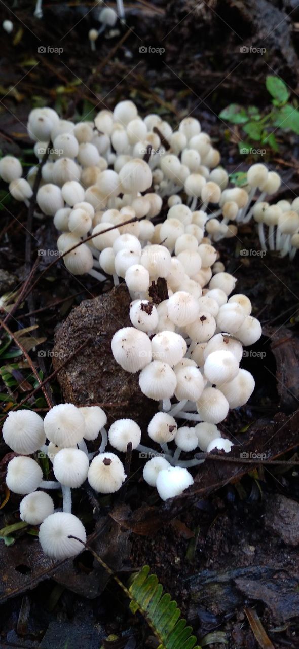 white mushrooms are not for consumption