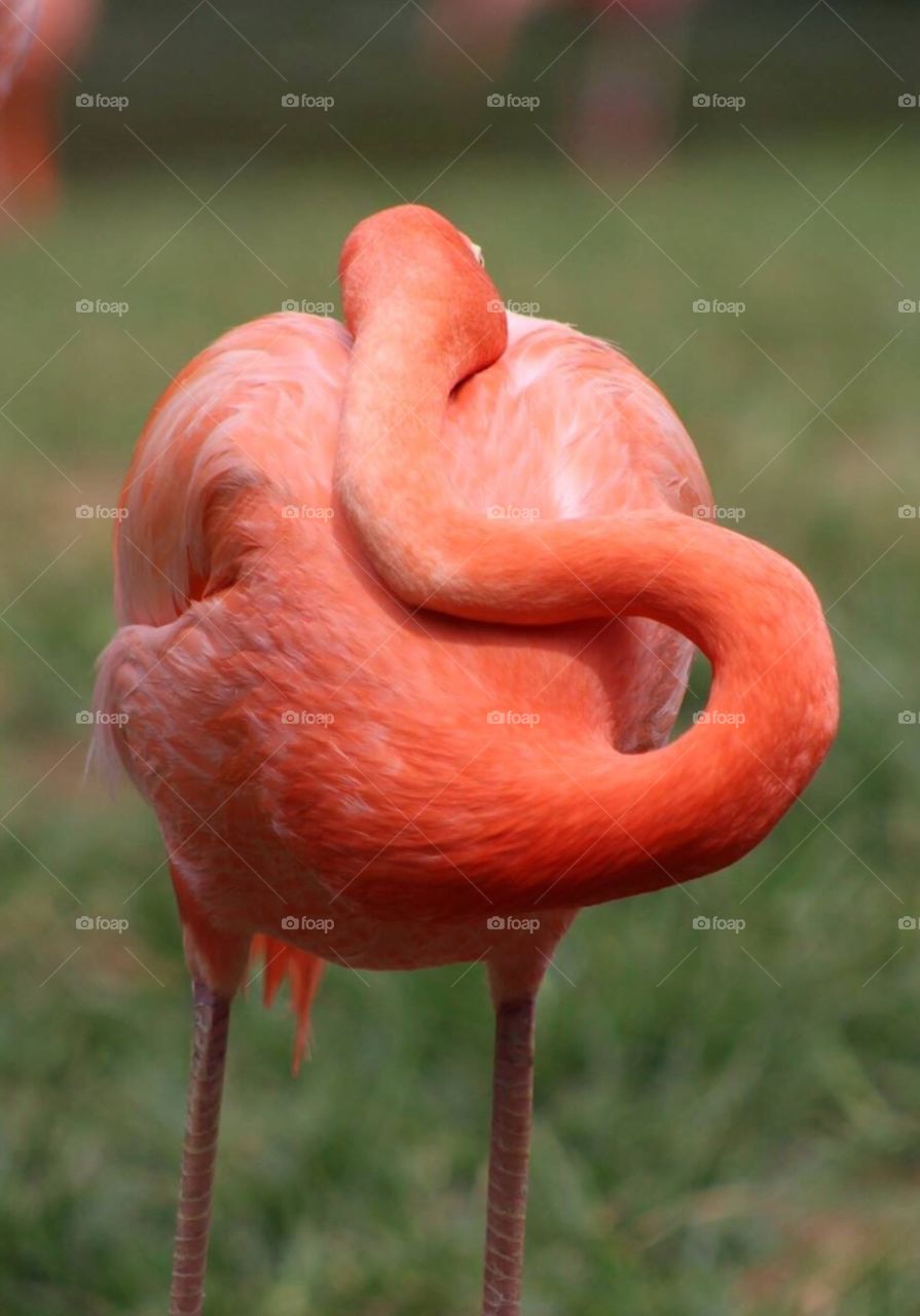 Close up Flamingo 