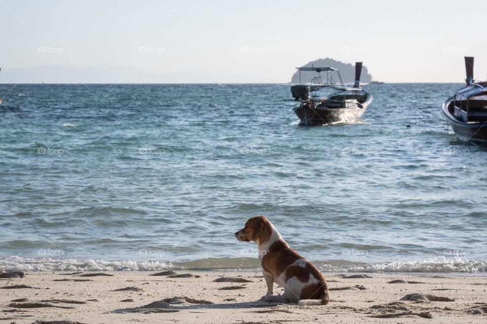 Dog sit on the beautiful beach 