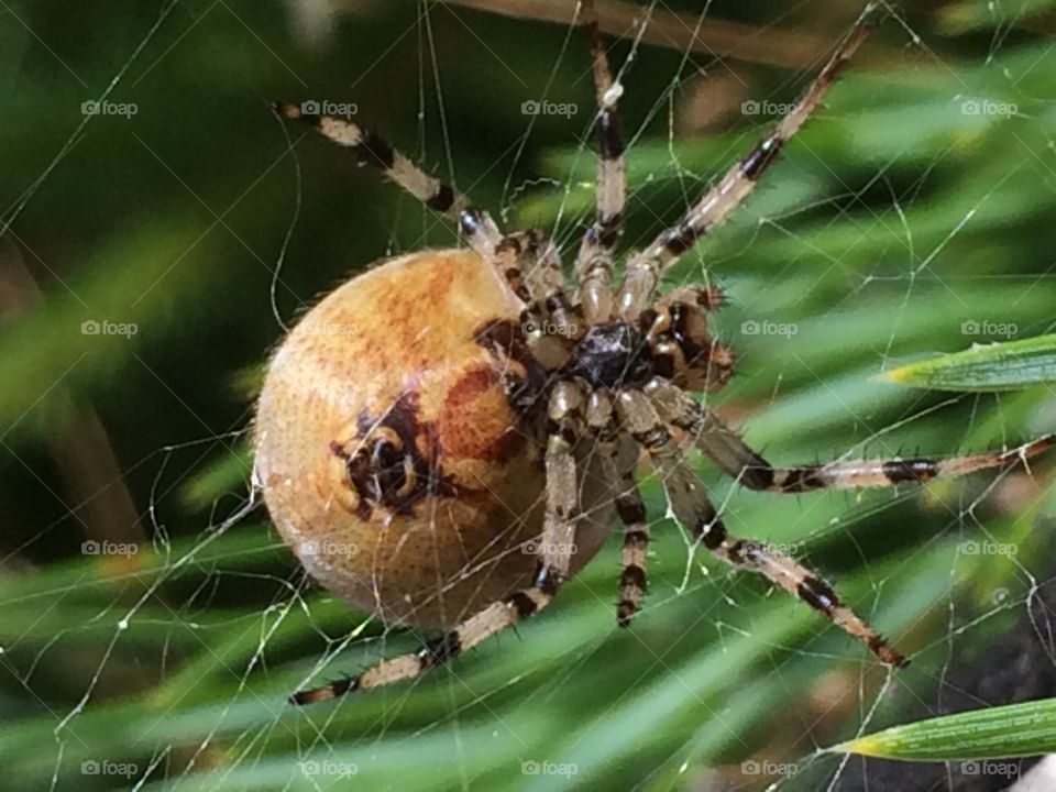 Spiderweb spider