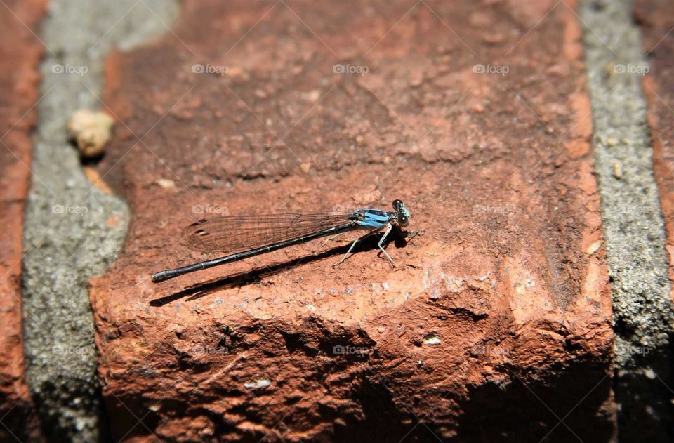 dragonfly on brick