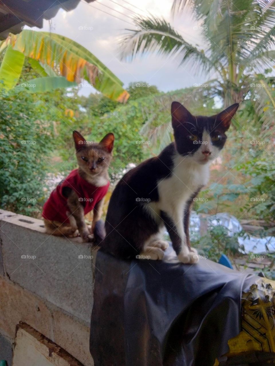 Two cats in the evening atmosphere.