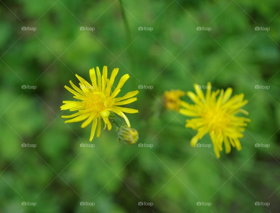 Wildflowers