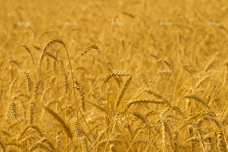 Background of ripening ears of meadow wheat field. Rich harvest Concept.