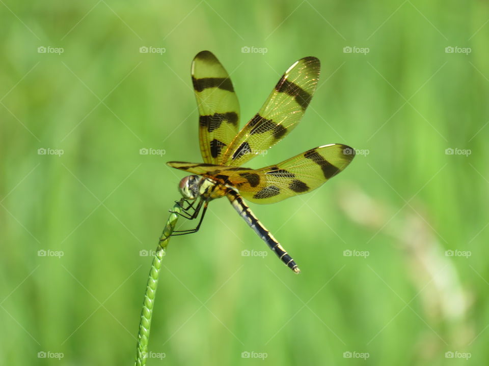 Halloween Pennant