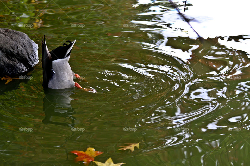 Duck  into water