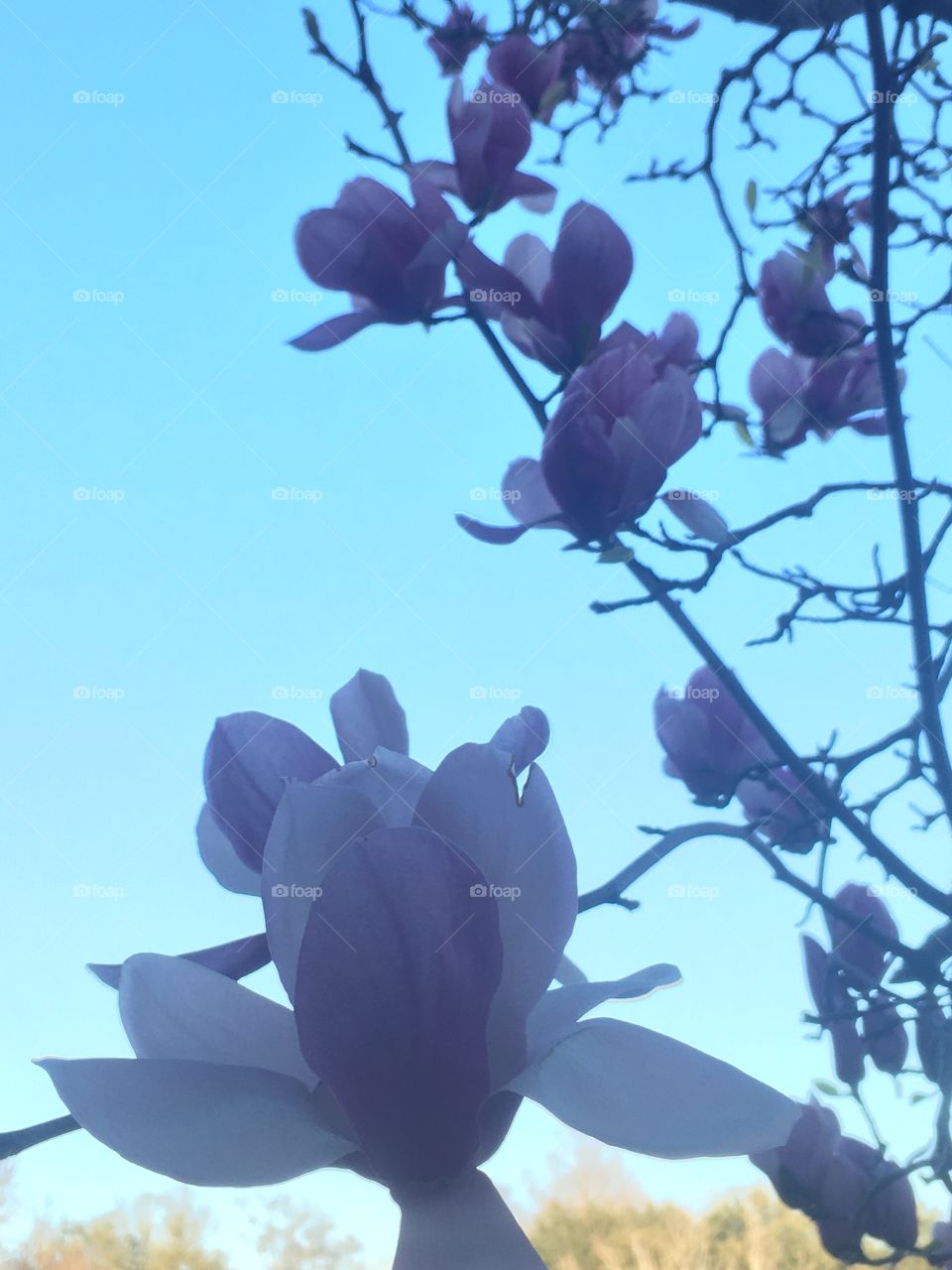 Japanese magnolia 