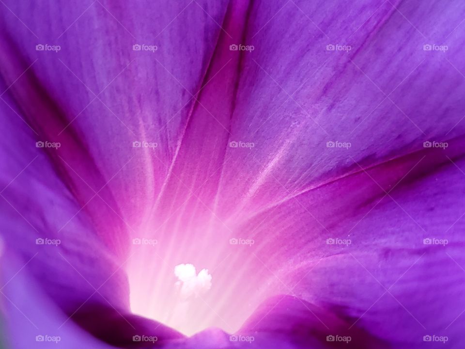 Macro shot of a purple morning glory flower