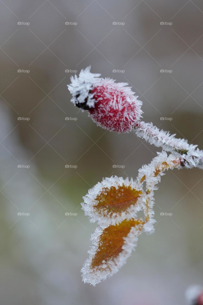 Frozen nature