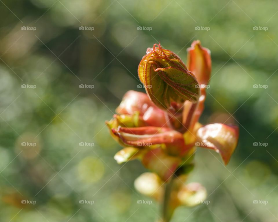 Close up of leaf bud