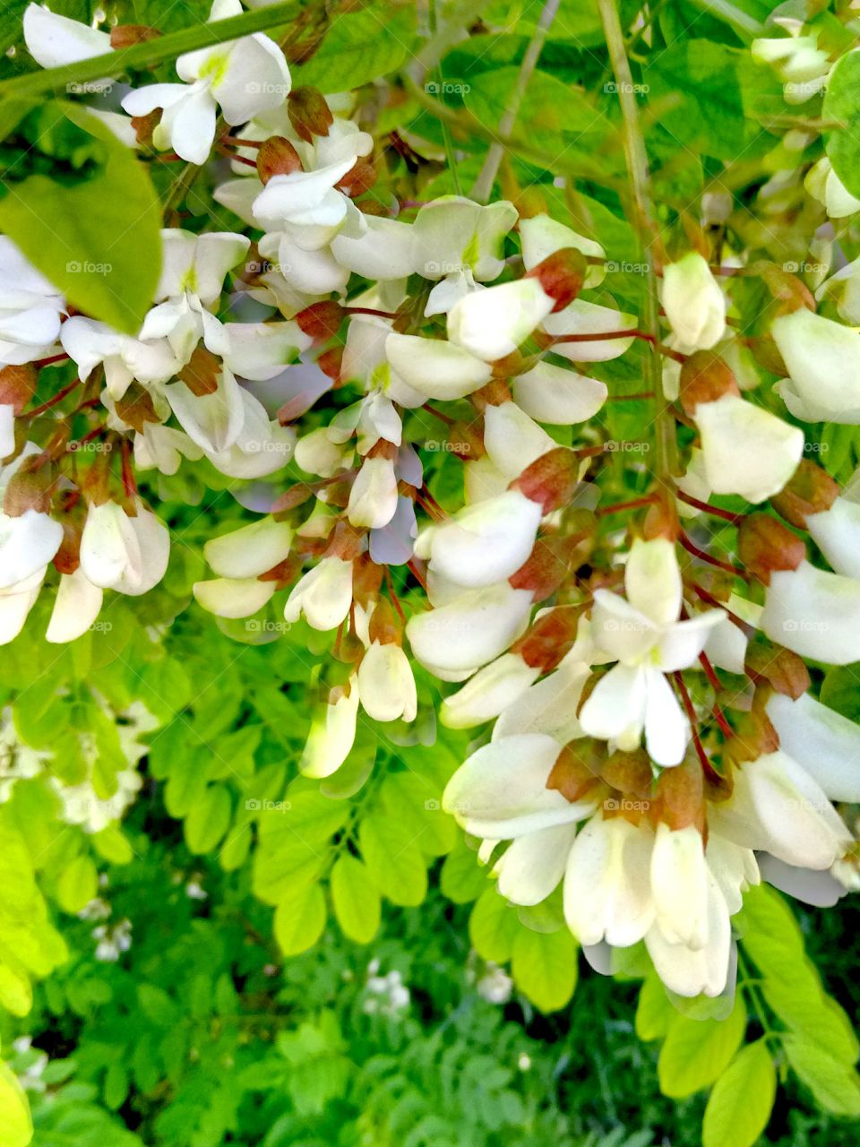 Nature, Flora, Leaf, Garden, Flower