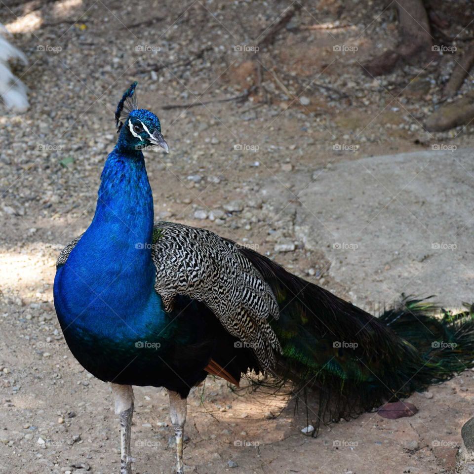 Peacock