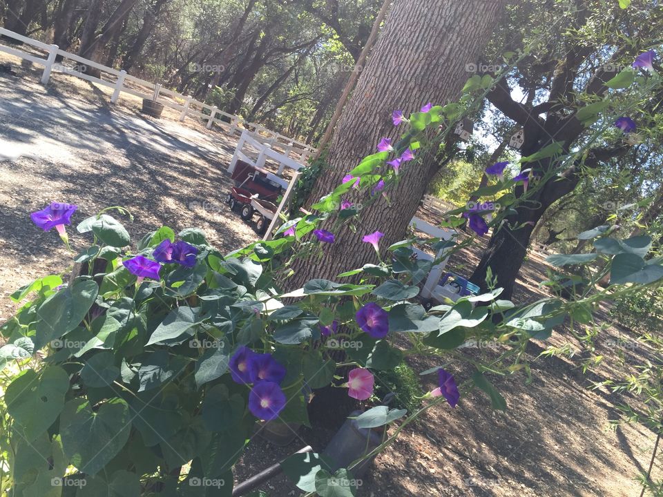 Rows of Beauty. Beautiful purple morning glories climbing vines displaying their beauty.