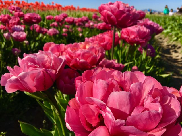 Pink flower