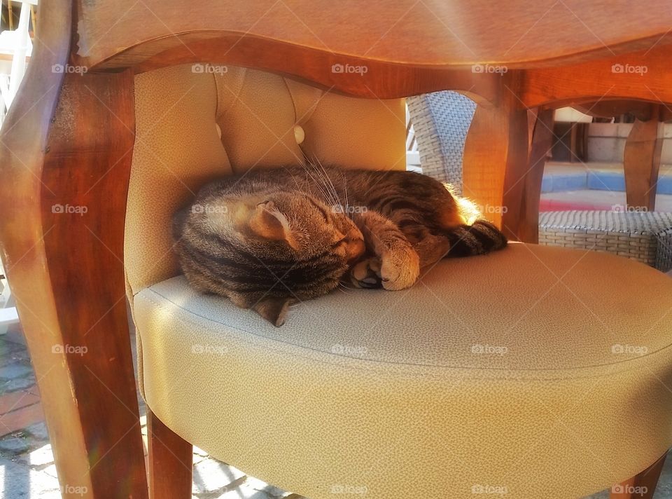 Sleeping cat. From Turkey