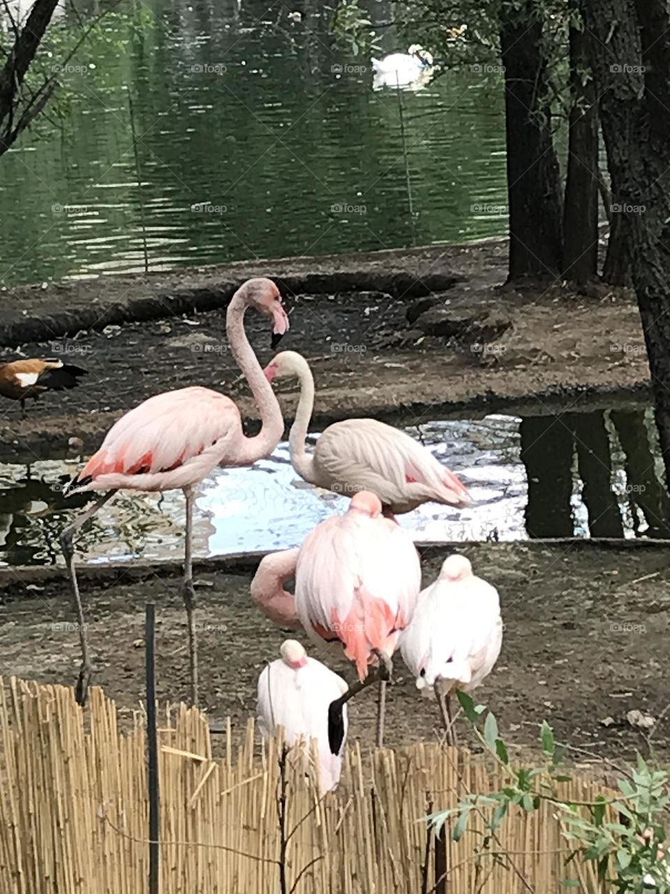 Pink flamingos by the water