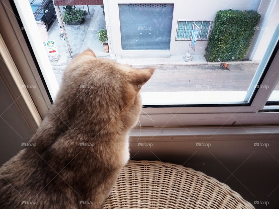 The Cat looked out the window